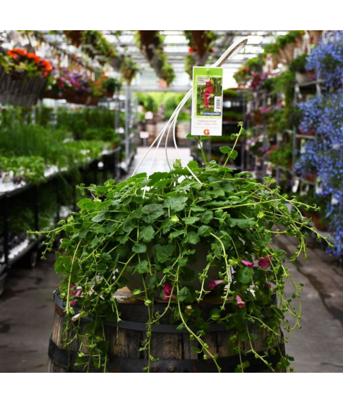 HB12.8"LOFOS COMPACT ROSE