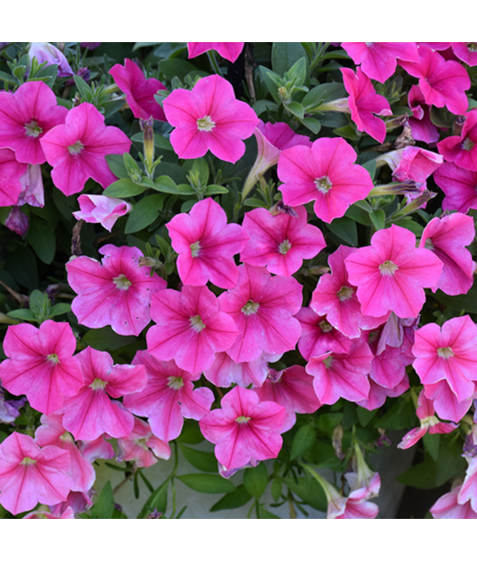 HB12"PETUNIA SUPERCAL ROSE STAR