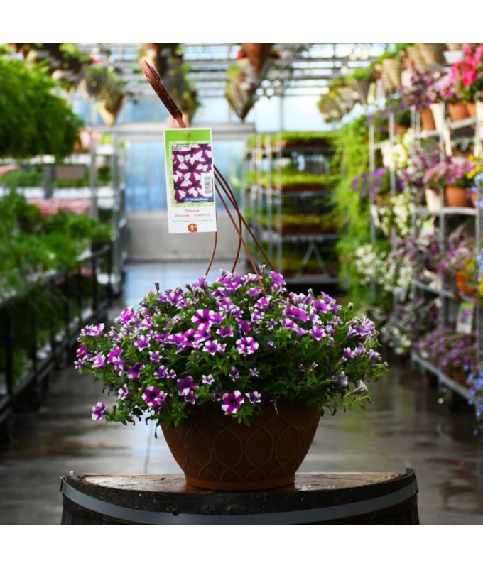 HB12"PETUNIA SHORTCAKE BLUEBERRY