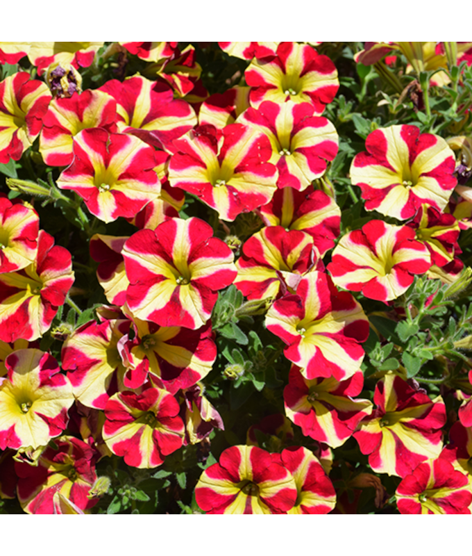 Z-HB12"PETUNIA AMORE QUEEN HEART