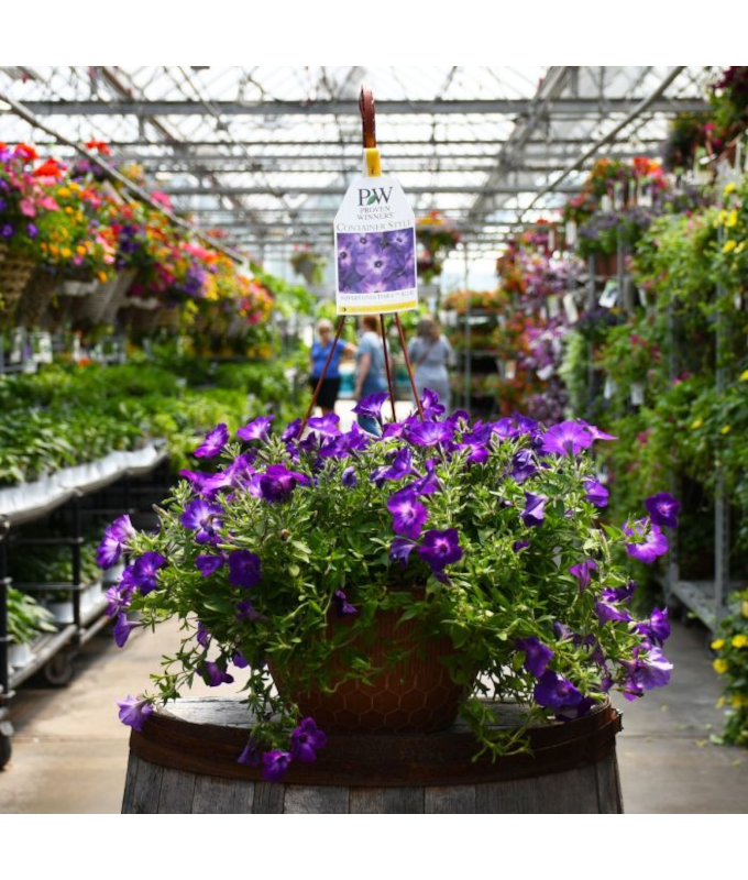 HB12"PETUNIA SUPRTUNIA BLU TIARA