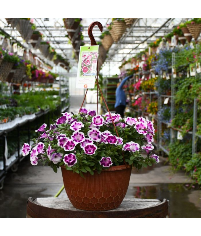 HB12"PETUNIA PAINTED LOVE