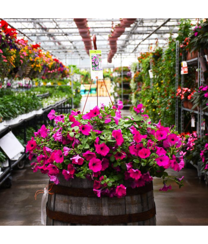 HB12"PETUNIA WAVE PURPLE