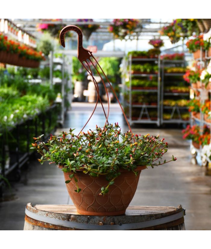 HB12"PORTULACA PAZZAZ MEGA MIX