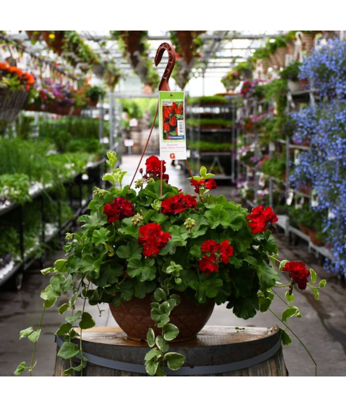 HB12.8"GERAN CALLIOPE  DARK RED