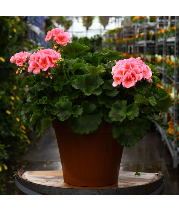 TUB12"GERANIUM AMER SALMON