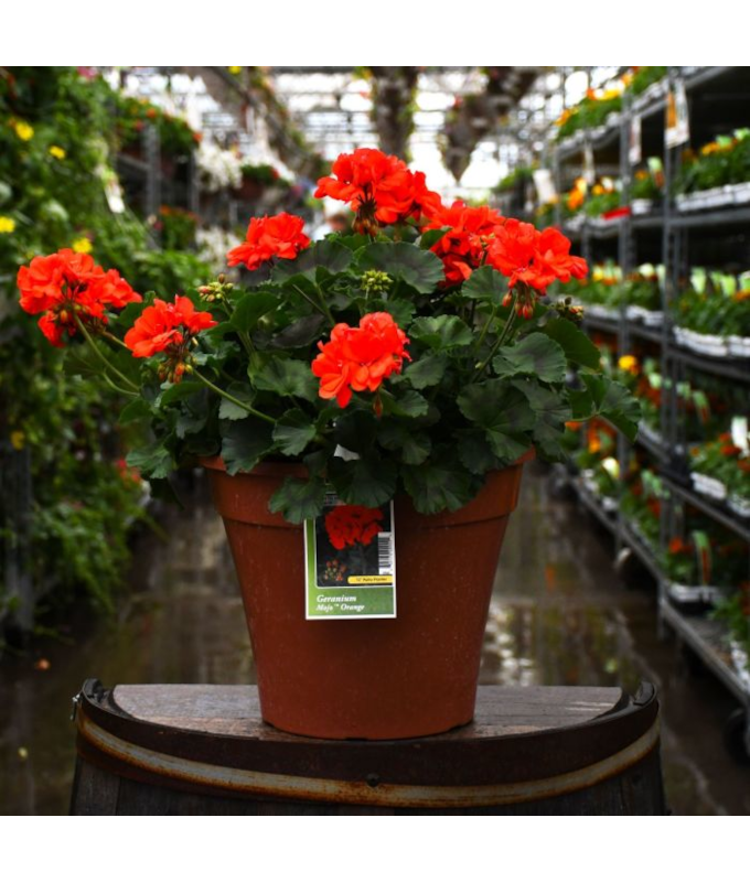 TUB12"GERANIUM MOJO ORANGE