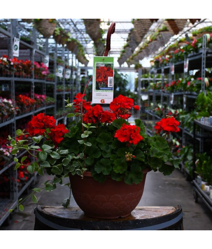 HB12.8"GERAN AMERICANA DK RED