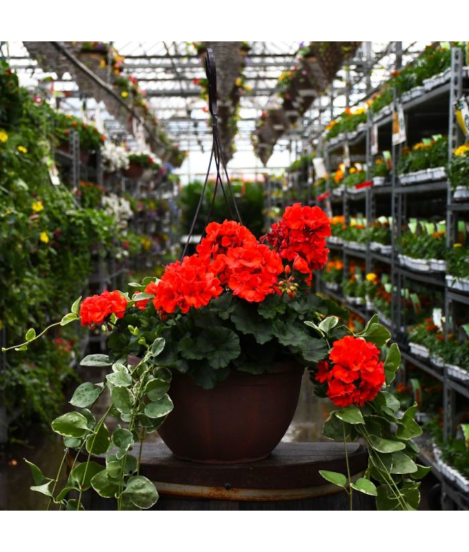 HB12.8"GERAN MOJO ORANGE