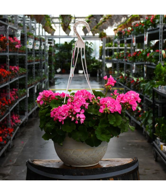 HB12.8"GERAN AMER PINK