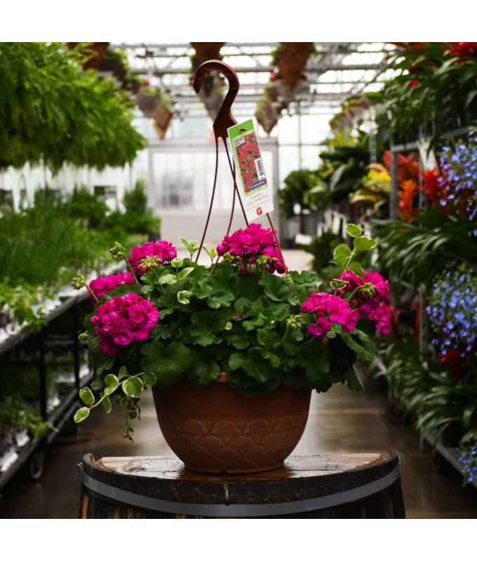 HB12.8"GERAN CALLIOPE MED VIOLET