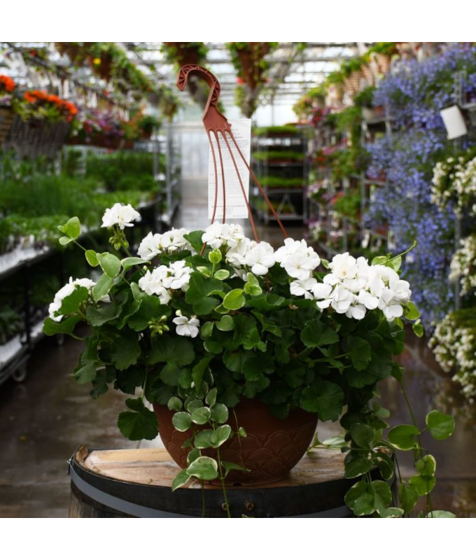 HB12.8"GERAN MOJO WHITE