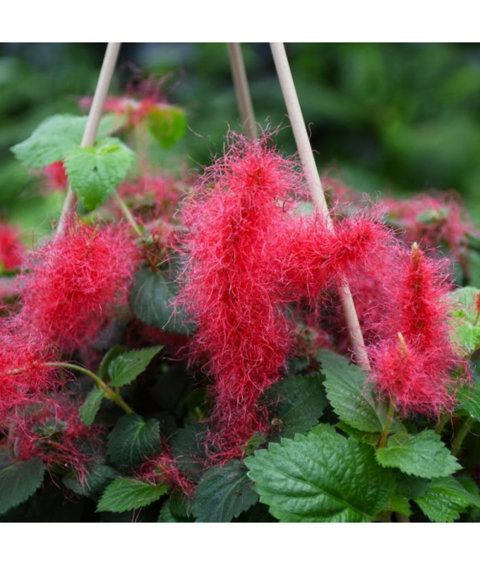 ZHB12"ACALYPHA CHENILLE FIRETAIL