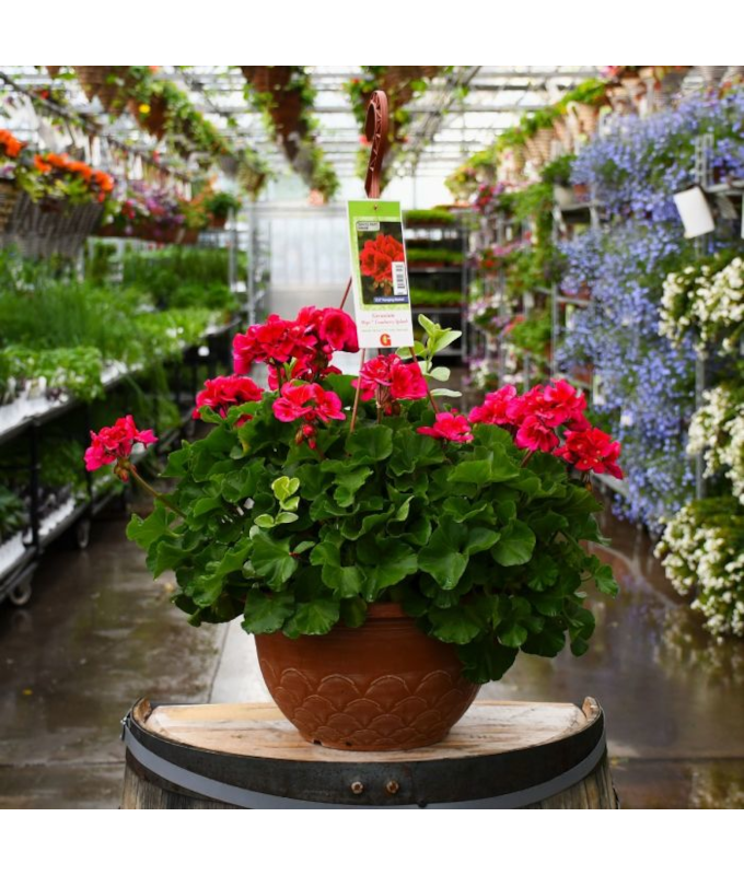 HB12.8"GERAN MOJO CRANBRY SPLASH