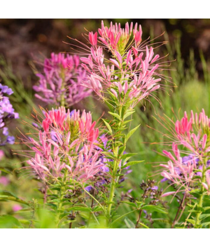 606T/36CLEOME PINK QUEEN