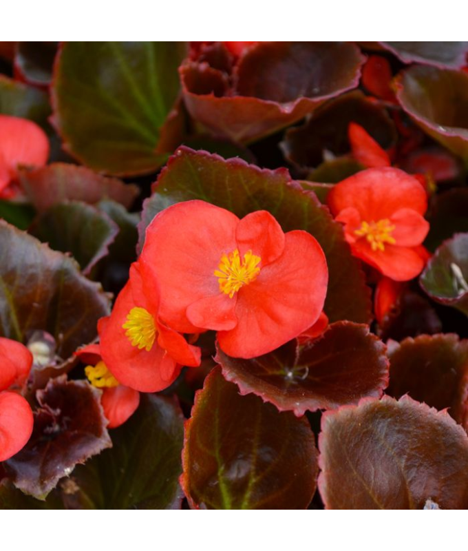 606T/36BEGONIA BRONZELEAF RED