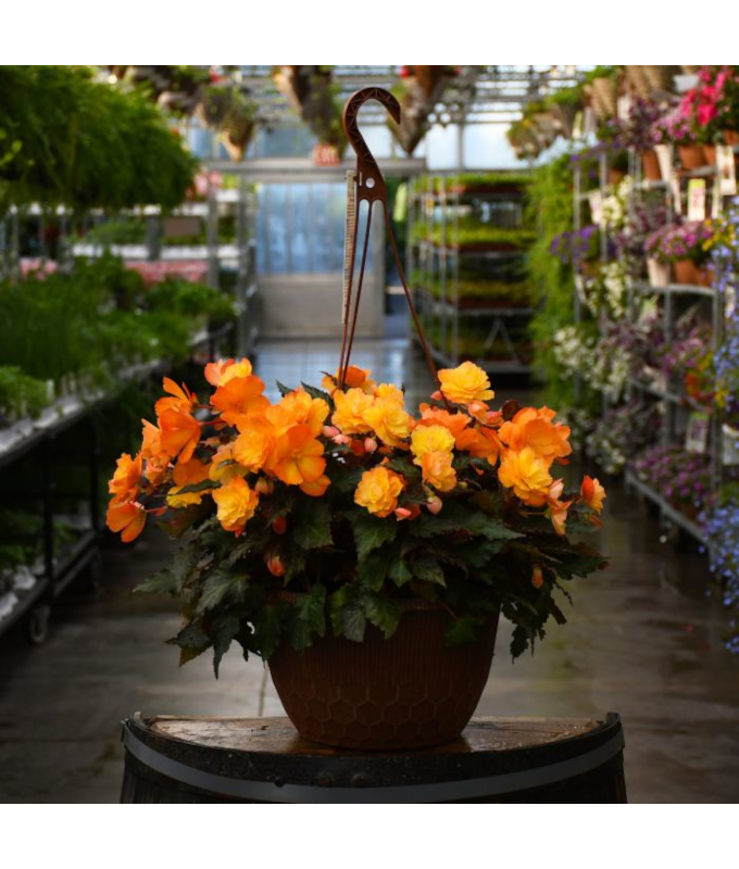 HB12"BEGONIA I'CON FKISS DEL SOL