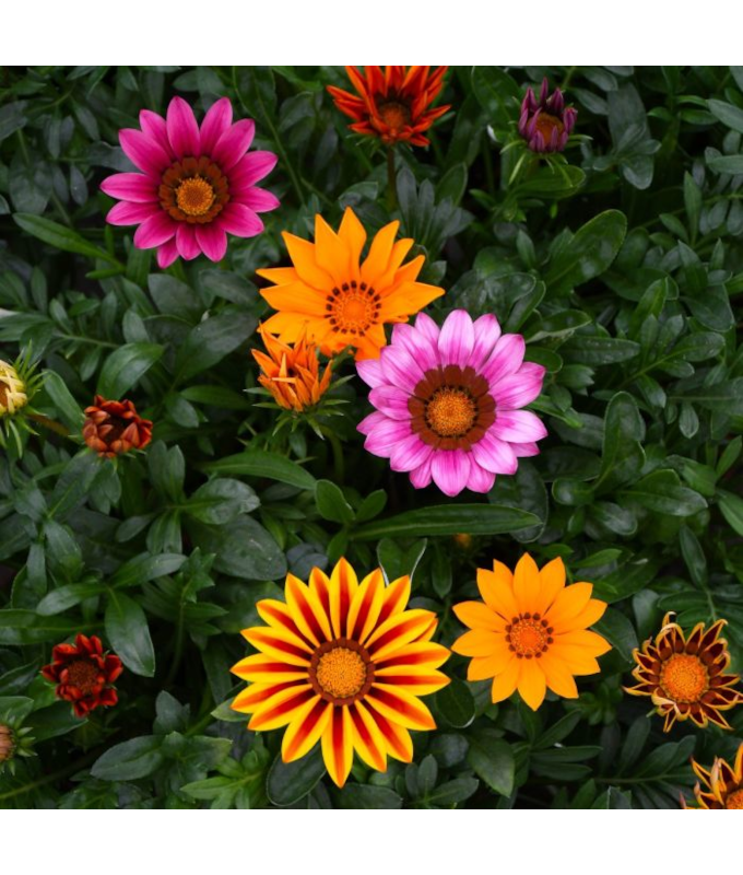 606T/36GAZANIA KISS MIX