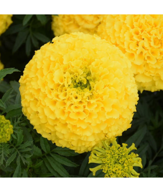 606T/36MARIGOLD MARVEL YELLOW