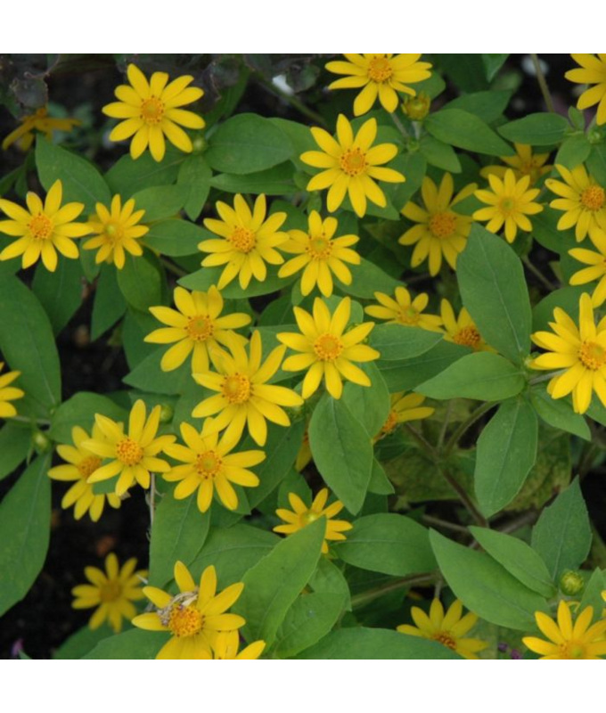 606T/36MELAMPODIUM SHOWSTAR YLW