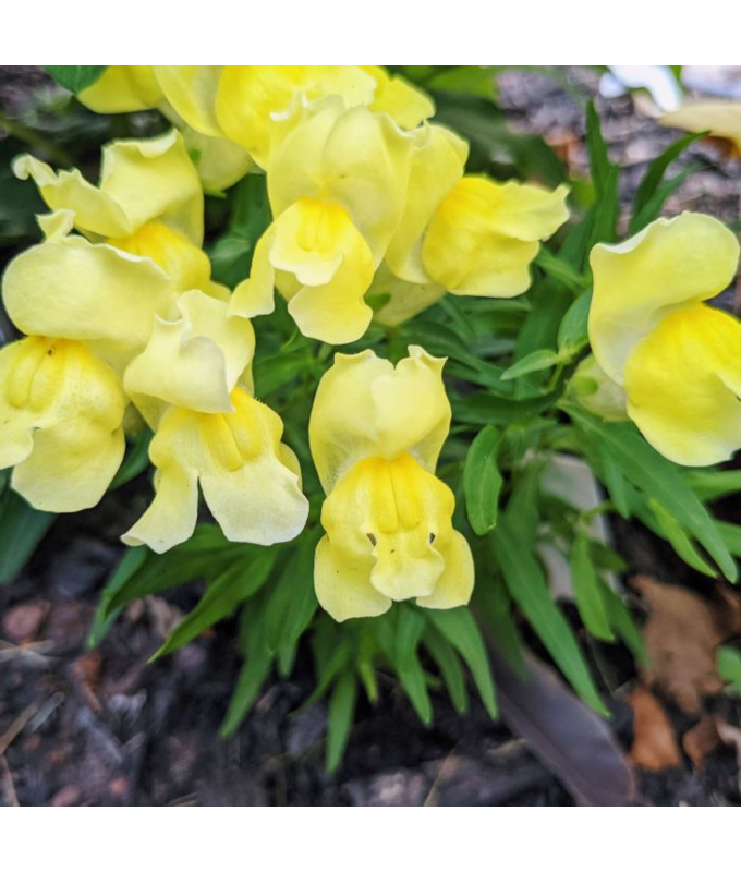 606T/36SNAPDRAGON DWARF YELLOW