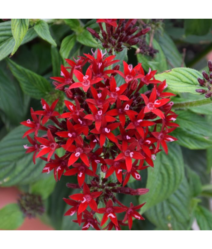 306T/18PENTAS LUCKY STAR DARKRED