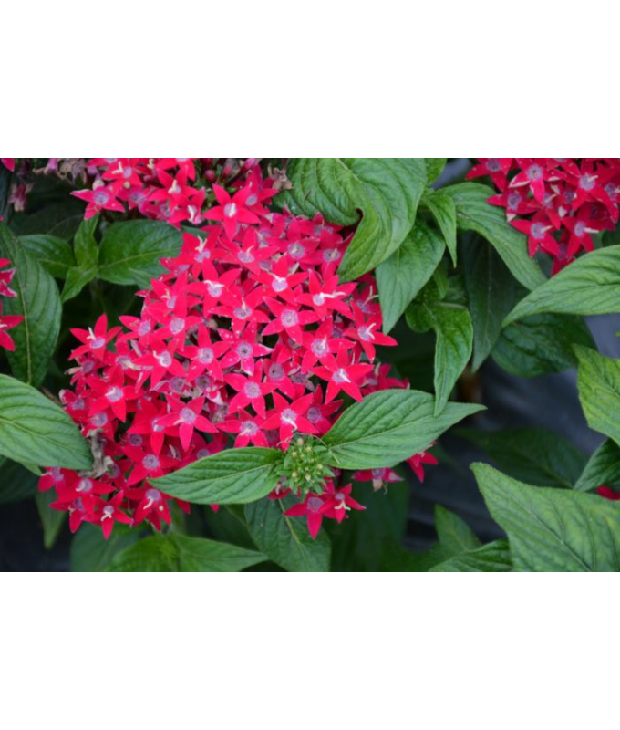 306T/18PENTAS LUCKY STAR RASPBRY