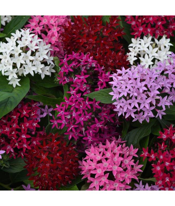 306T/18PENTAS LUCKY STAR MIX