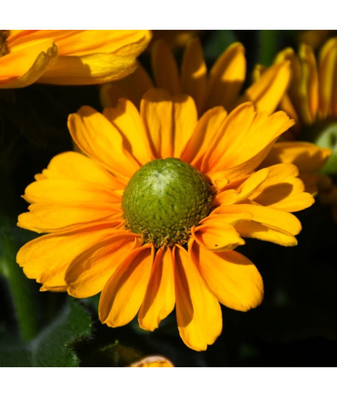 304T/12RUDBECKIA AMARILLO GOLD