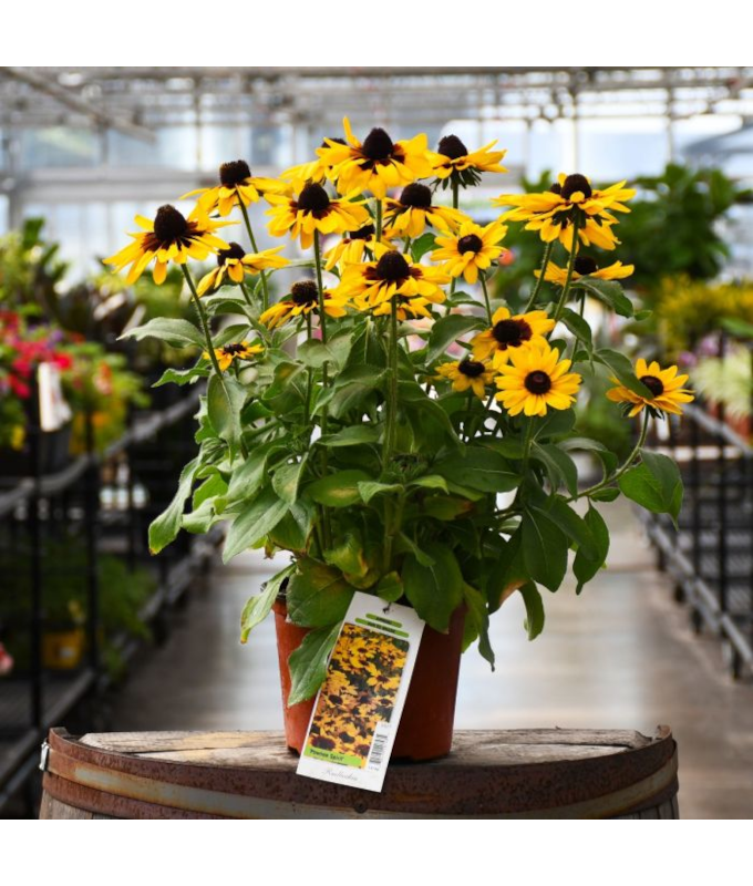 304T/12RUDBECKIA PAWNEE SPIRIT