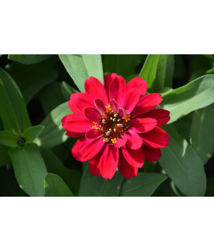 606T/36ZINNIA PROFSN DBLHTCHERRY