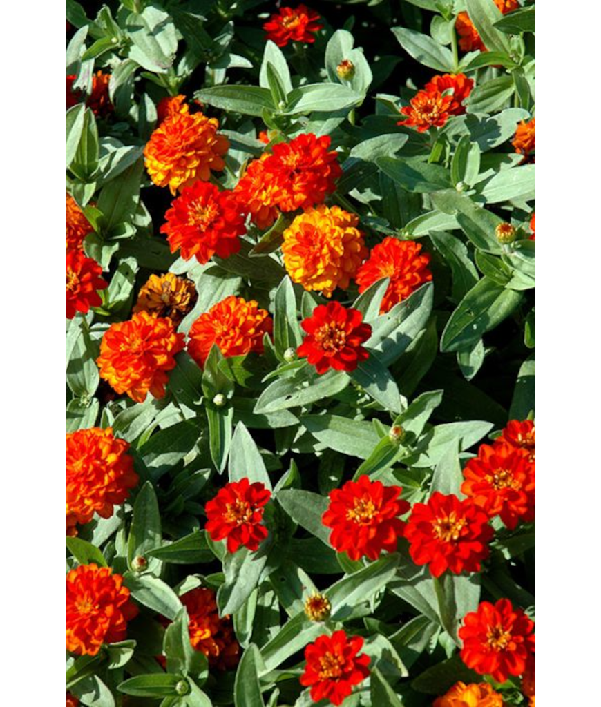 606T/36ZINNIA PROFSN DBLFIRE