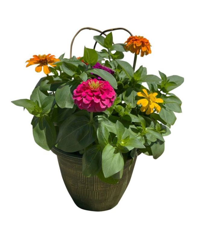 TUB11"ZINNIA-MAGNIFCNT MAGELLN
