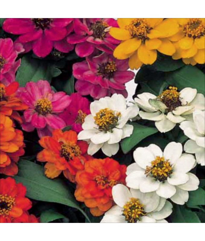 606T/36ZINNIA PROFSN DBLMIX