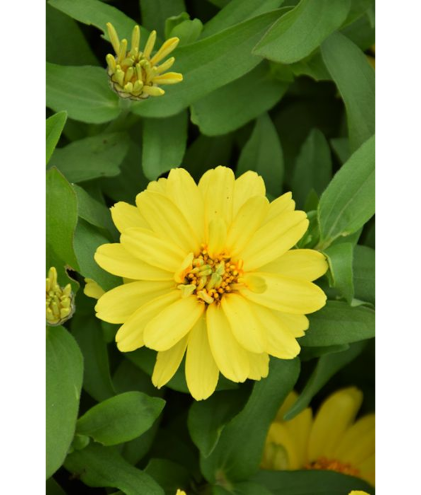 606T/36ZINNIA PROFSN DBLYELLOW