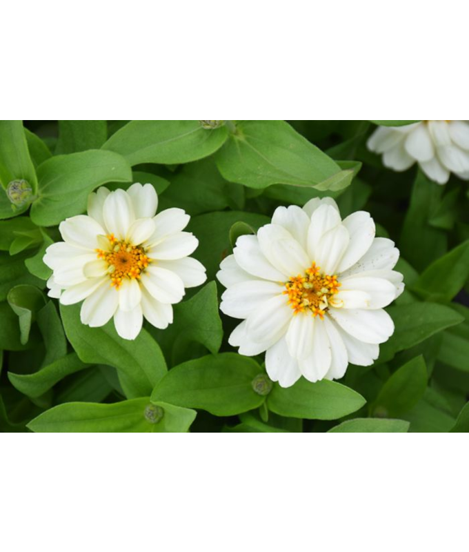 606T/36ZINNIA PROFSN DBLWHITE