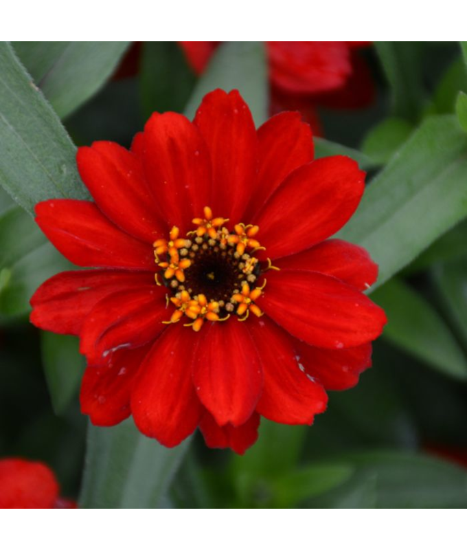 606T/36ZINNIA PROFSN DBL RED
