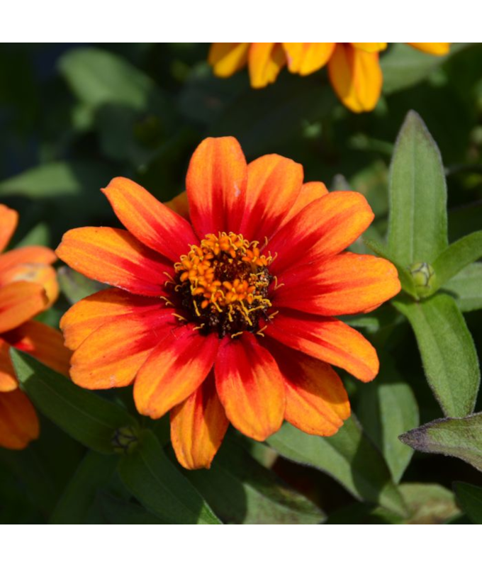 606T/36ZINNIA PROFSN RED/YELLOW