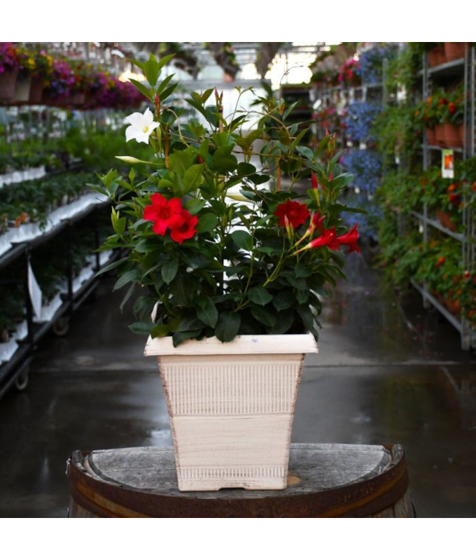 TUB10"MANDEVILLA MIX