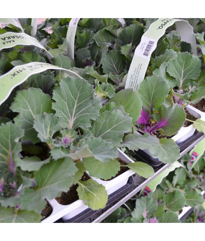 606T/36KALE OSAKA MIX