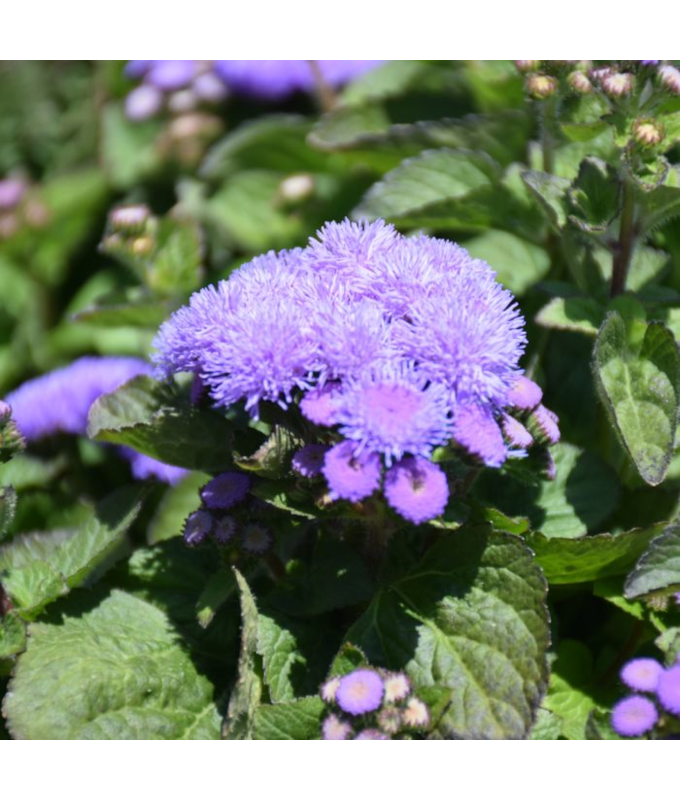 606T/36AGERATUM ALOHA BLUE