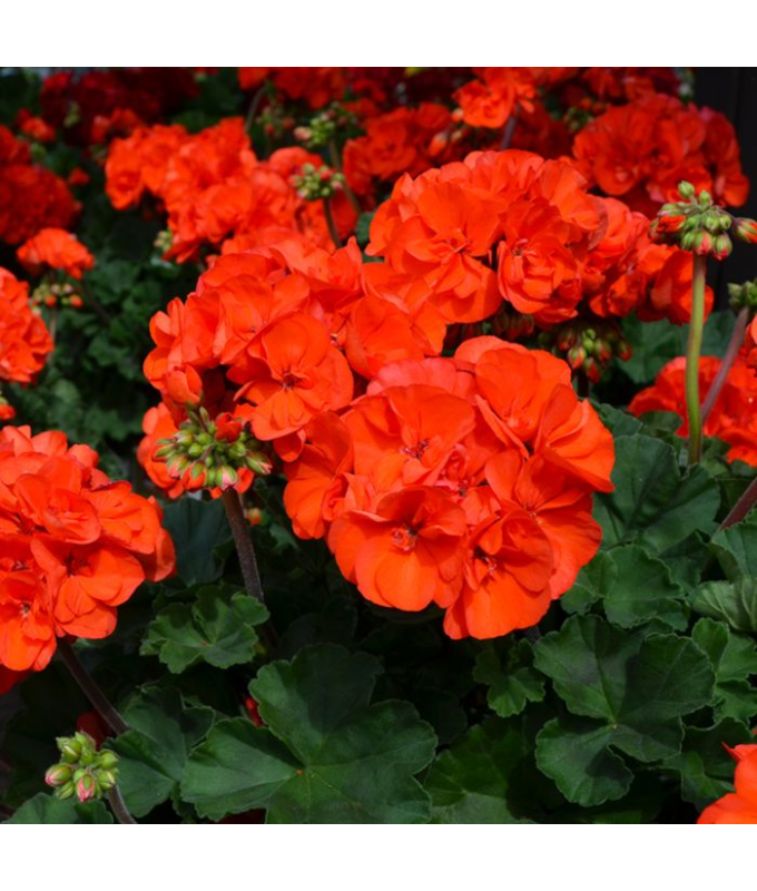 4.75T/10GERAN MOJO ORANGE