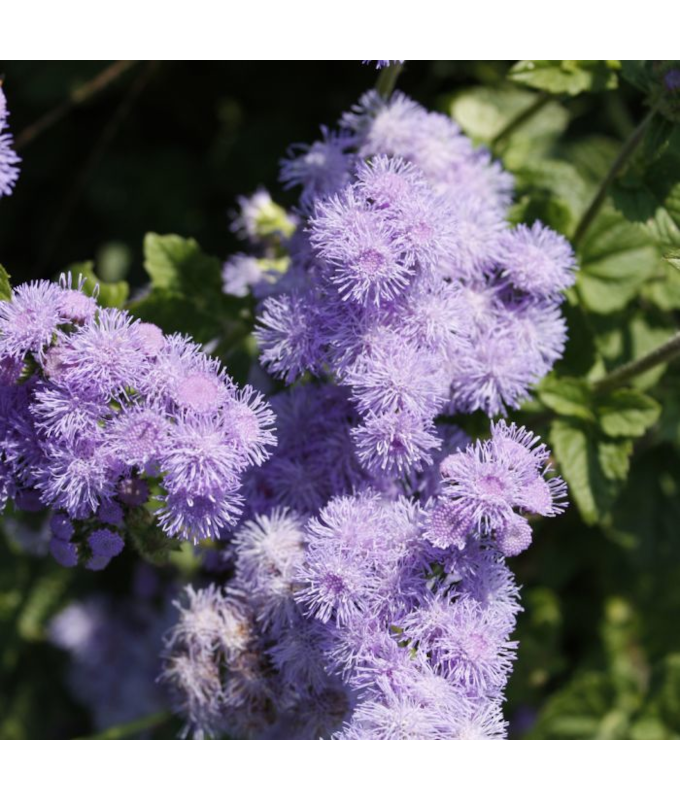 606T/36AGERATUM BLUEHORIZON