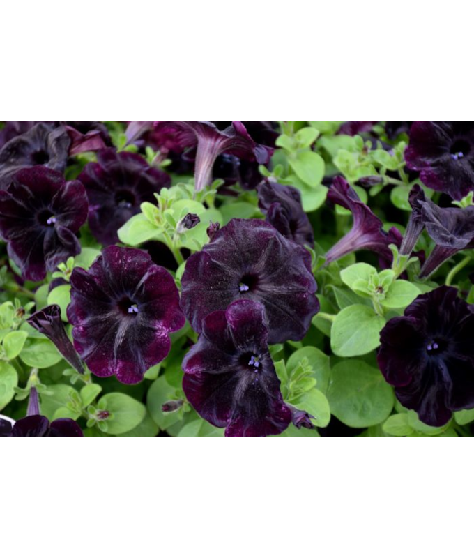 4.75T/10PETUNIA STARLT VELVET
