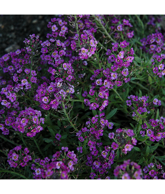 606T/36ALYSSUM PURPLESHADES