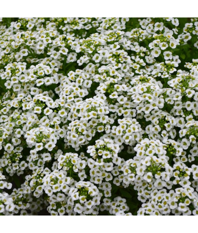 606T/36ALYSSUM WHITE