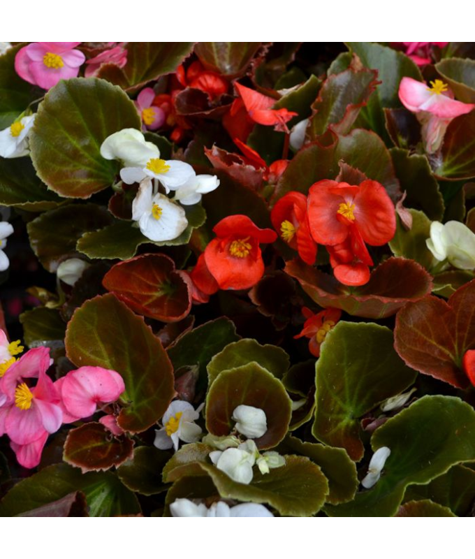606T/36BEGONIA BRONZELEAF MIX