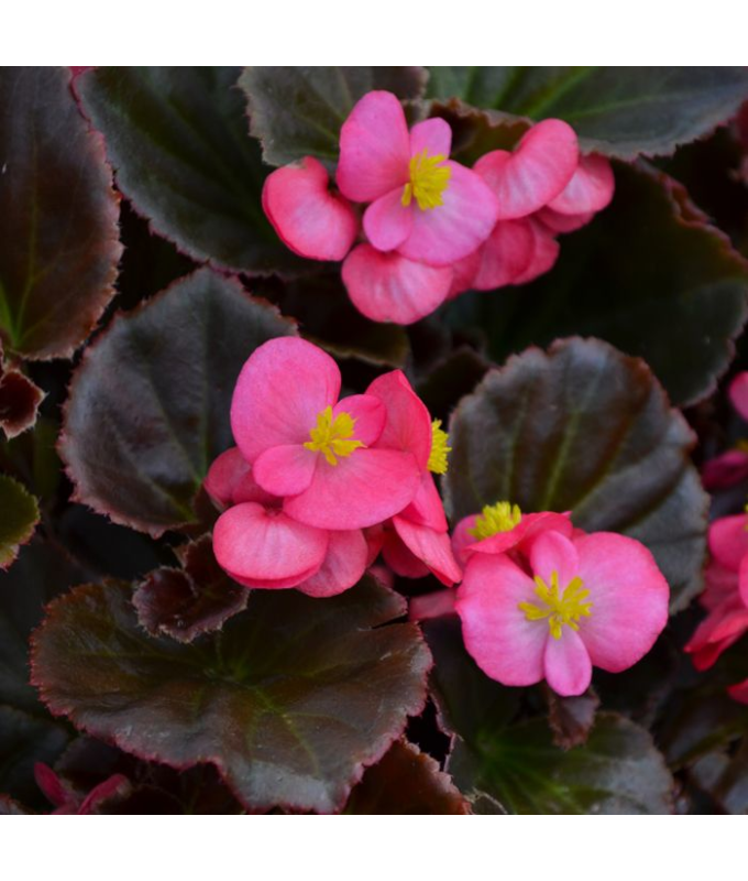 606T/36BEGONIA BRONZELEAF ROSE
