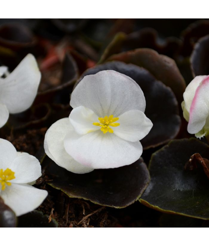 606T/36BEGONIA BRONZELEAF WHITE