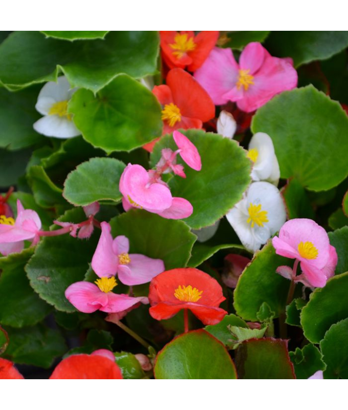 606T/36BEGONIA GREENLEAF MIX